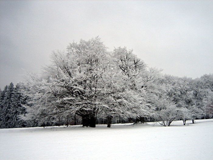 Schneelandschaft